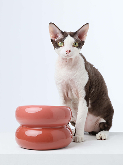 Sniff Lick & Love - Limited Edition Soufflé Designer Pet Bowl – Rose Pink