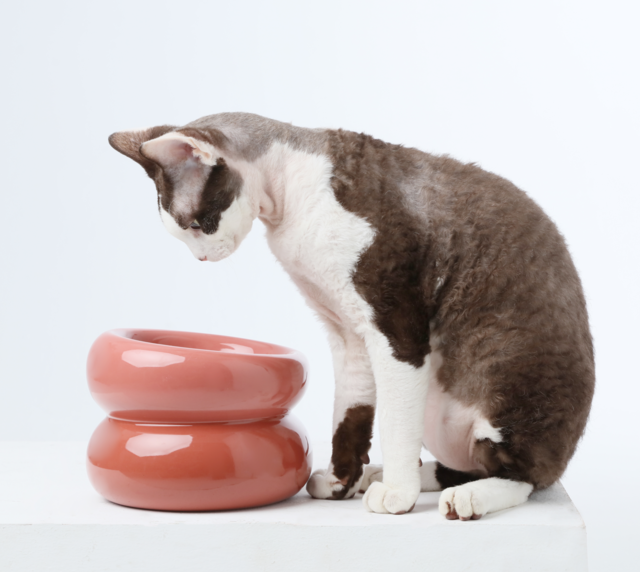 Sniff Lick & Love - Limited Edition Soufflé Designer Pet Bowl – Rose Pink